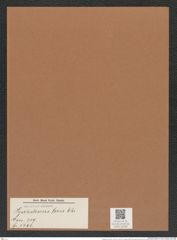 Hyalodiscus levis Ehr. (de-Toni-Nr.: Genus 219, Species 5496) Zeichnungen Sammlung Grunow Mappe 05268 (Herbarium_W_Grunow_drawings_Folder_05268)